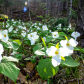 Trilliums 