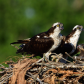 Osprey family
