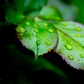 Raindrops on Rose Leaves