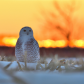 Snowy owl at sunset