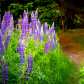 Wild Lupins 