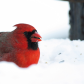 Winter Cardinal