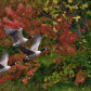 Canada geese in the autumn