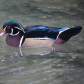 Wood Duck
