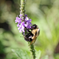 Bumblebee