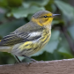 Cape May Warbler