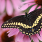 Swallowtail Dropping in for a Visit