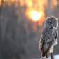 Great grey owl on fire