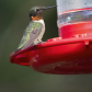 Male Ruby Throated Hummingbird 