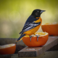 Orange You Glad to See Me?