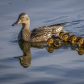 Out for a Family Swim