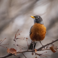 The First Robin of Spring