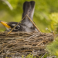 Watching Over Her Babies