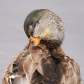 Half beak