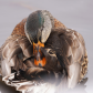 Beak and feathers