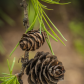 A Simple Pine Cone