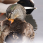 Tickling feathers