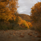 An Autumn Path