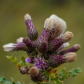 Canada Thistle