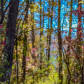 Lost in the Woods