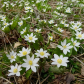 The Bloodroot 