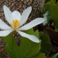 The Bloodroot 