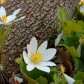 The Bloodroot 