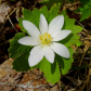 The Bloodroot 