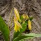 The Yellow Trout Lily  