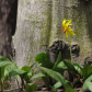 The Yellow Trout Lily  