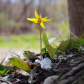 The Yellow Trout Lily  