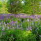 Wild phlox