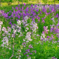 Wild phlox