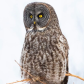 Great Grey Owl