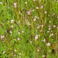 The Cress