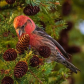 White-Winged Crossbill