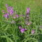 Purple flowers 