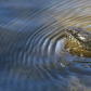 Testing the water