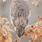 Plaisir d'automne