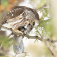 Northern Saw-Whet Owl