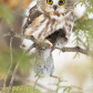 Northern Saw-Whet Owl