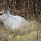 Winter Hare in Nova Scotia