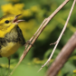 In migration