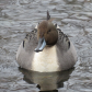 Northern Pintail at the local lake