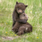 Bear Hug