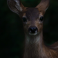 Innocence 