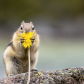 Dandelion Bliss 
