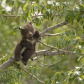 Just Hanging