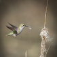 The Nest Builder