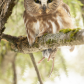 Petite Nyctale \ Northern Saw-Whet Owl
